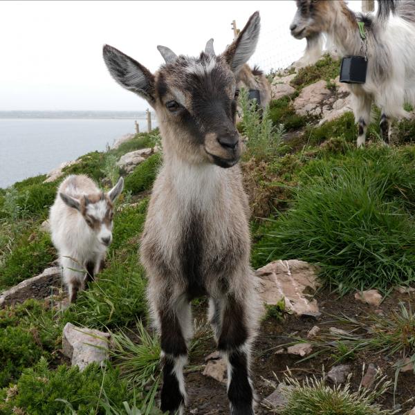 Kid Goats