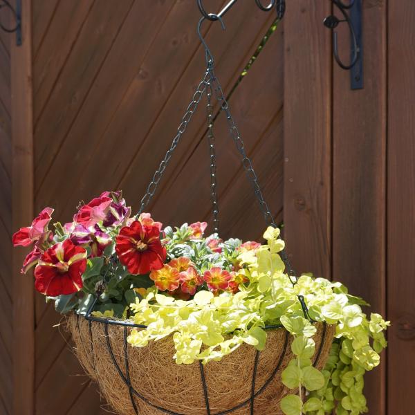 Hanging Basket 