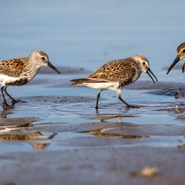 Birdwatch Fingal