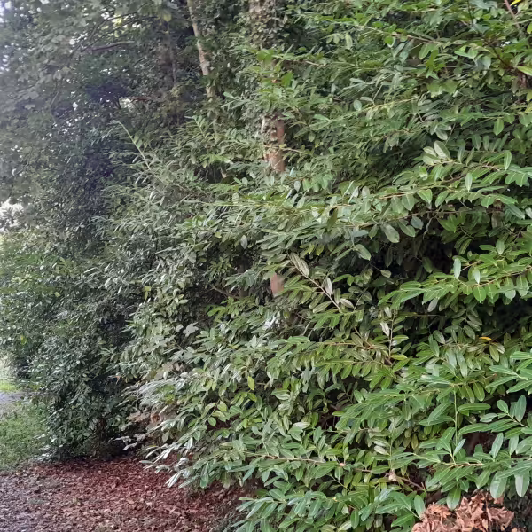 Cherry Laurel Ward River Valley