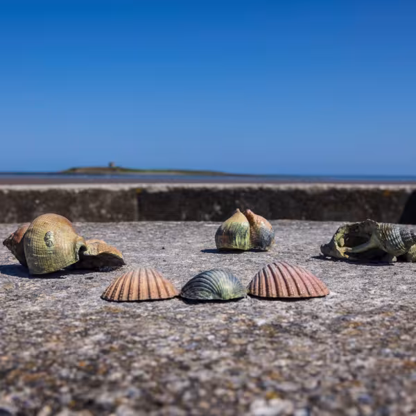 Skerries Art Trail Beachcomer Bank Bernie Reilly