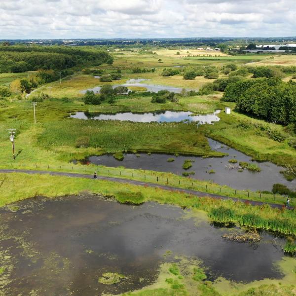 Guided Walk of Turvey Nature Reserve with Birdwatch Fingal