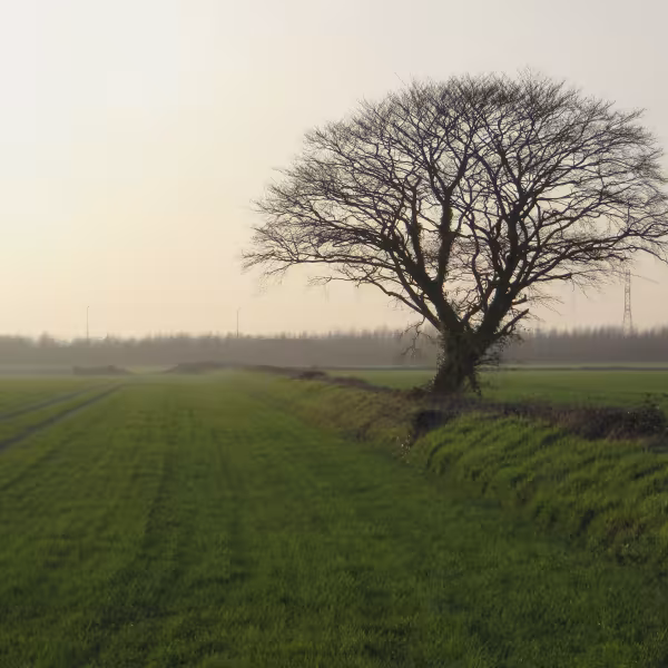 Fingal field near Lissenhall CREDIT Christine Baker Fingal County Council Heritage Officer.JPG
