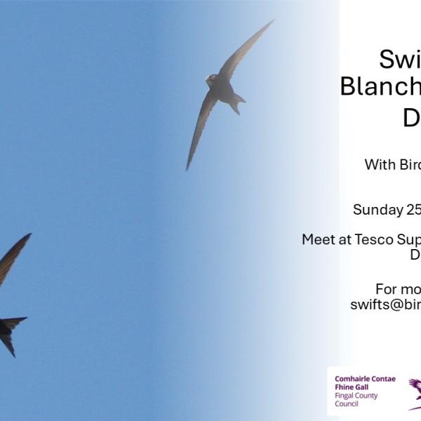 Blanchardstown Swift Walk 2025