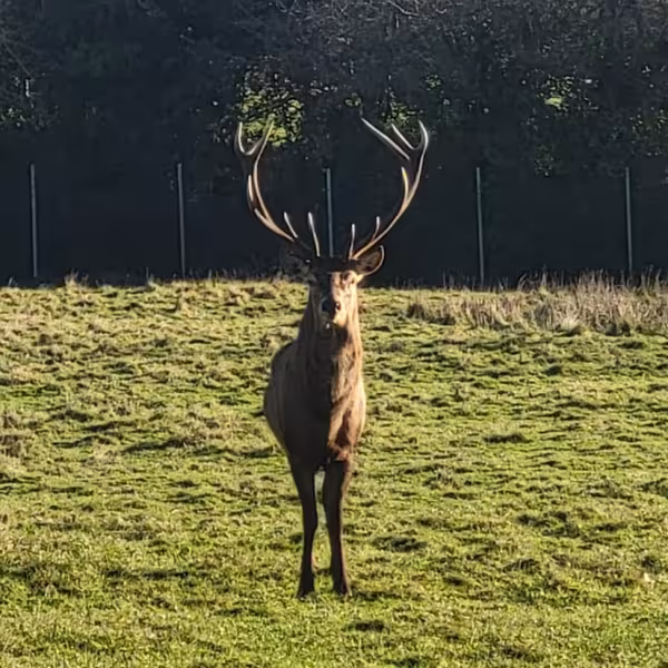 A photo of the Stag killed at Newbridge Demesne.