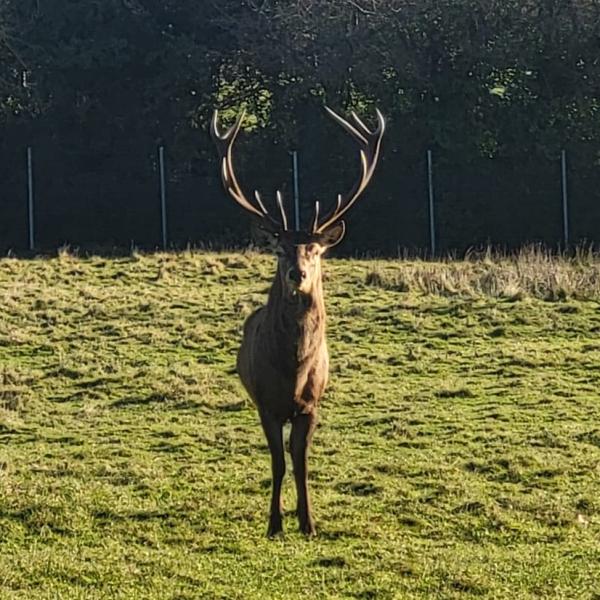 A photo of the Stag killed at Newbridge Demesne.