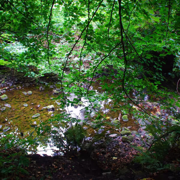 Ward River