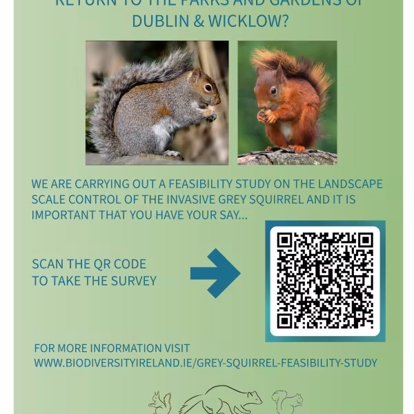 Grey Squirrel