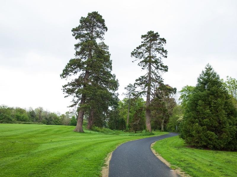 Santry Park Trees