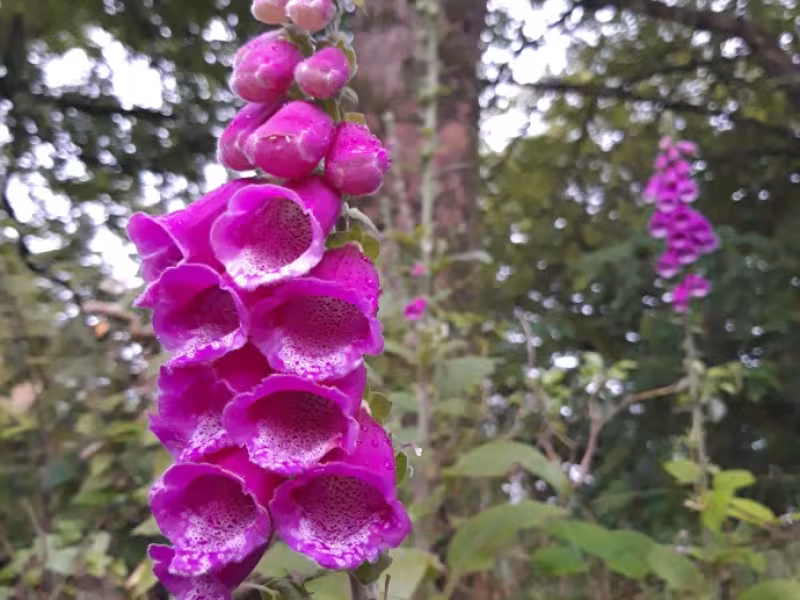 Applications now being sought for Greener Communities 2019