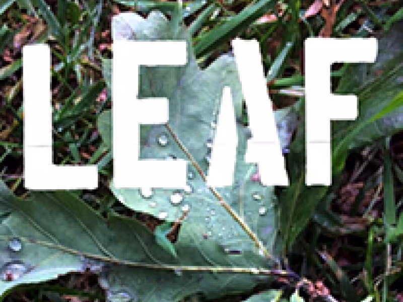 Leaf