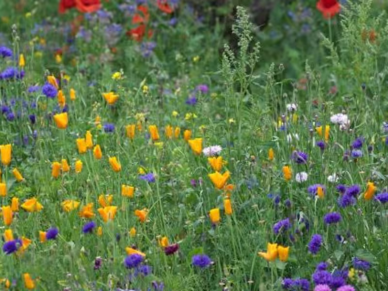 Climate change action plan 13