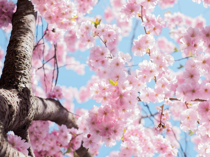 cherry blossoms wordsworth