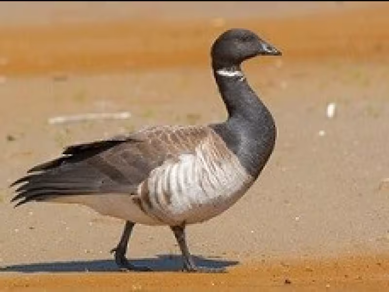 Brent goose