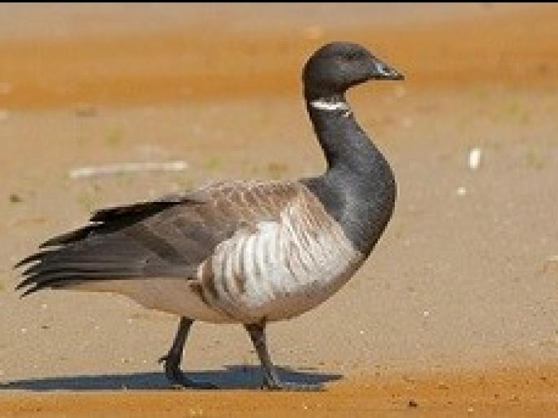 Brent goose