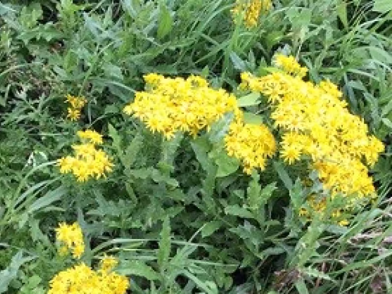 Ragwort