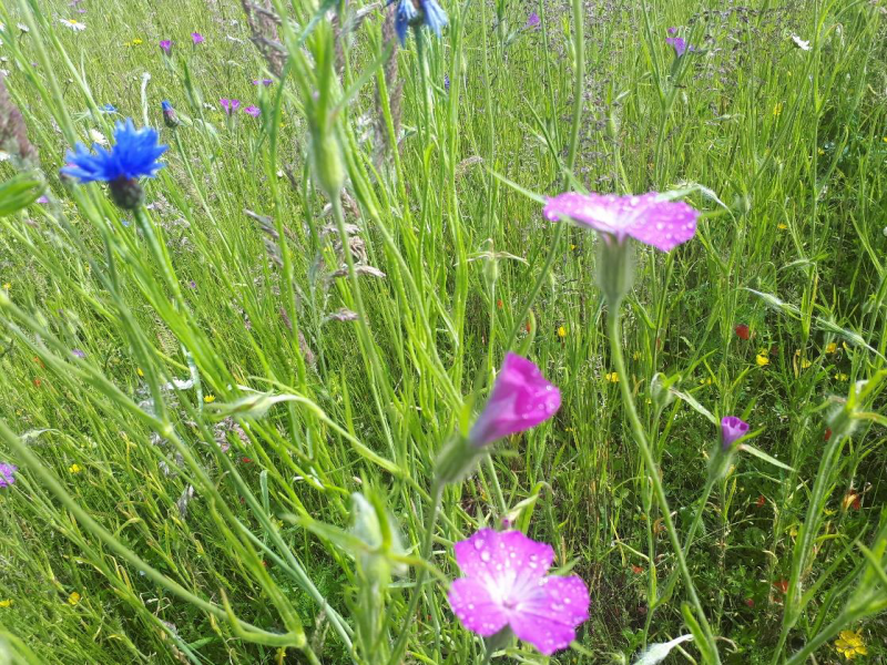 Wildflowers Masterclass