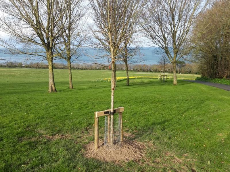 Ardgillan Tree