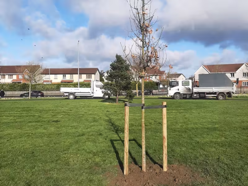 Millennium park tree