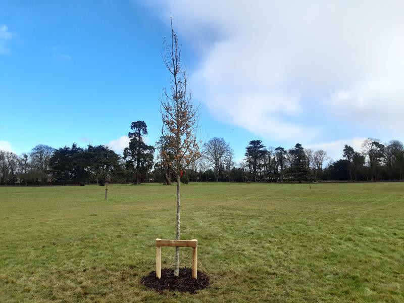 National tree week