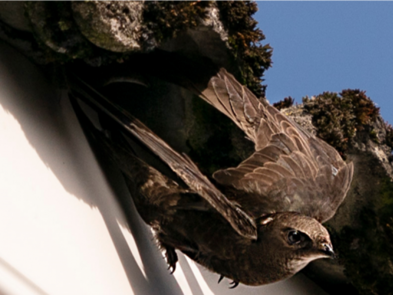 Birdwatch Ireland