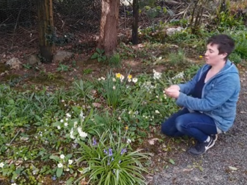 Watch Wicklow Willow Foraging