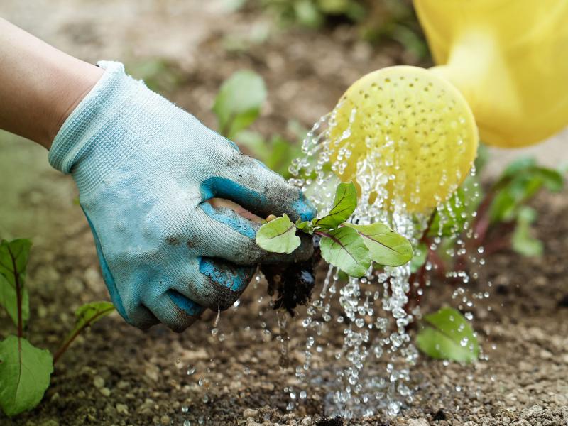 Watering Can