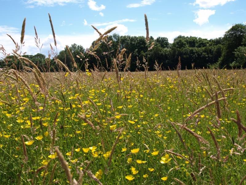 Ragwort at Newbridge house 