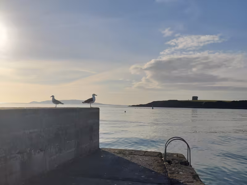 Loughshinny Rover McCann- Tricia Matthews