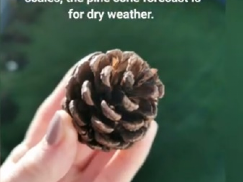 pinecone