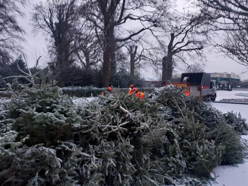 Christmas tree recycling