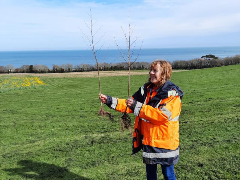 Free native trees will be given away to Fingal households on a first come, first served basis