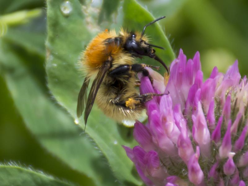 Bombus Mascorum Wild Bee on flower