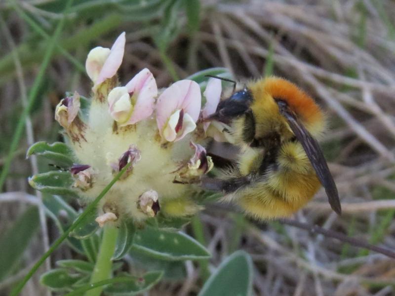 bombus_muscorum