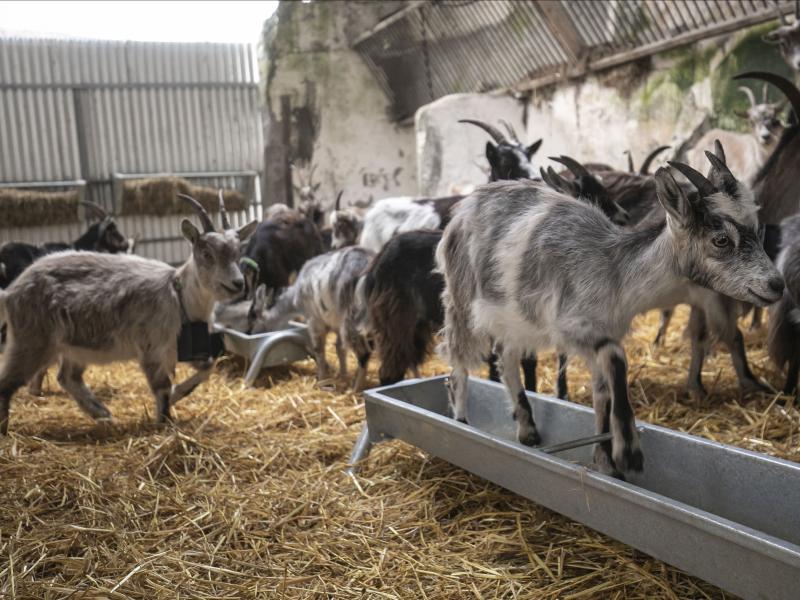 Goats Howth