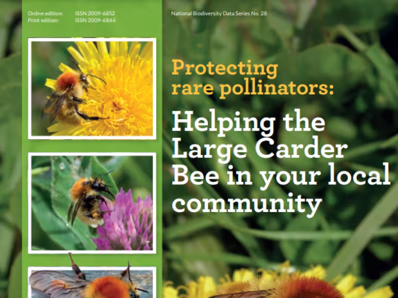 How to guide_ Protecting rare pollinators_Large Carder Bee_2022