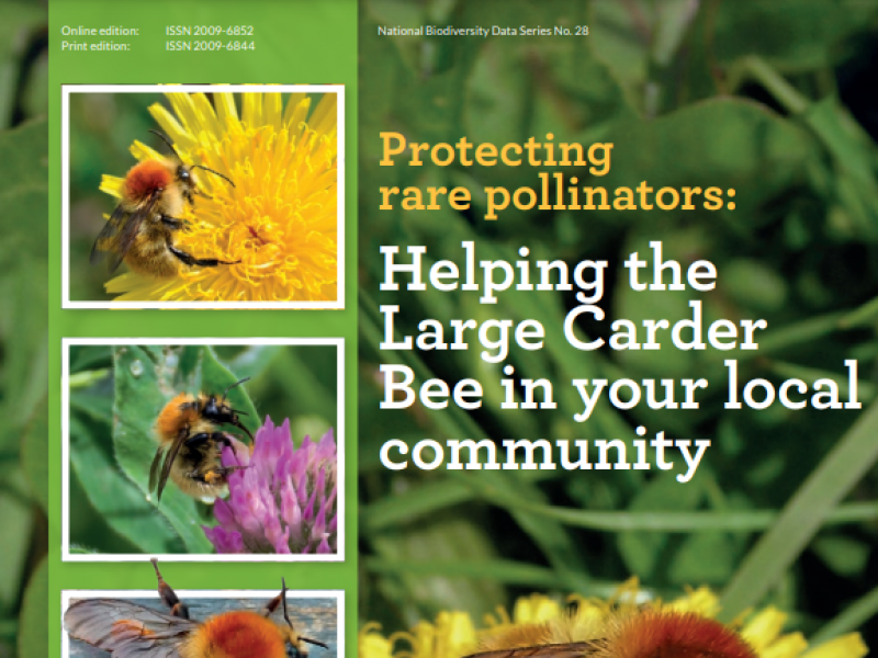 How to guide_ Protecting rare pollinators_Large Carder Bee_2022