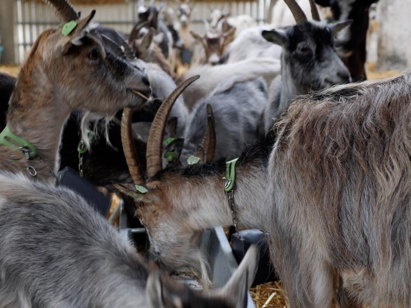 Howth Goats