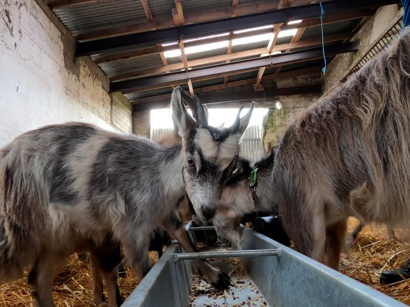 Howth Goats