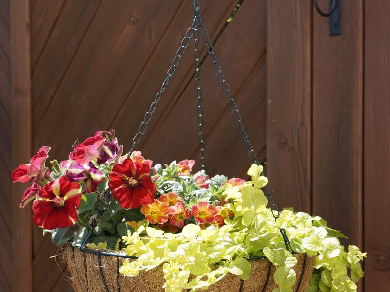 Hanging Basket 