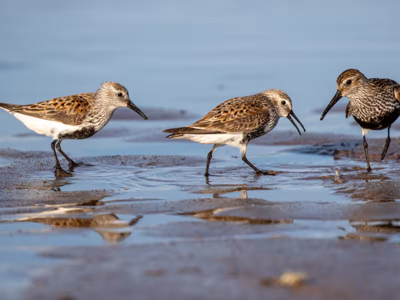 Birdwatch Fingal