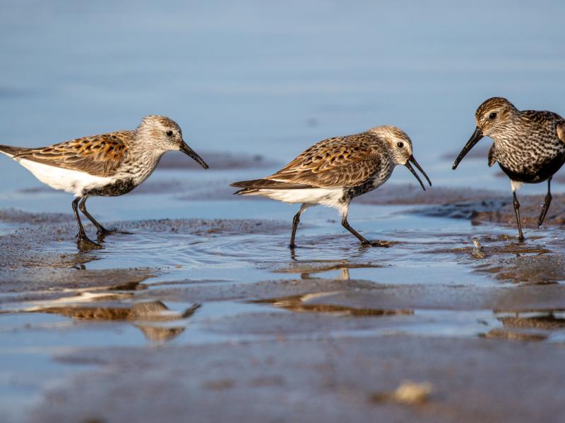 Birdwatch Fingal