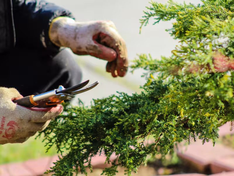 Spring Gardening Course with Unwind with Plants