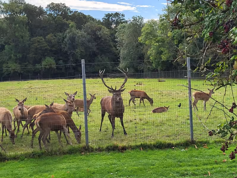 The Irish Red Deer herd at Newbridge is a popular sight