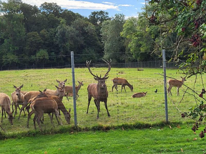 The Irish Red Deer herd at Newbridge is a popular sight