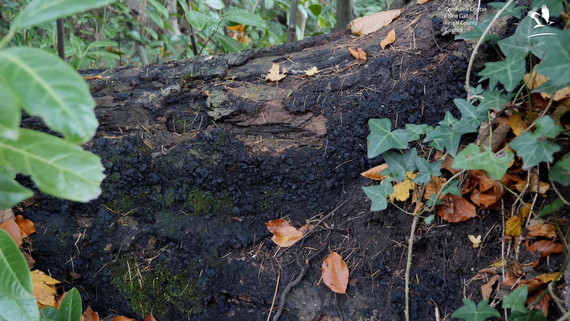 A picture of the Ustulina fungus on a tree in Newbridge Demesne. Ustulina is a black sooty fungus that affects the root plate of a tree.