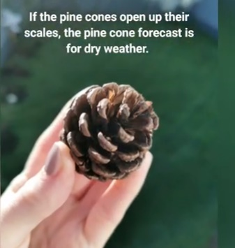 pinecone