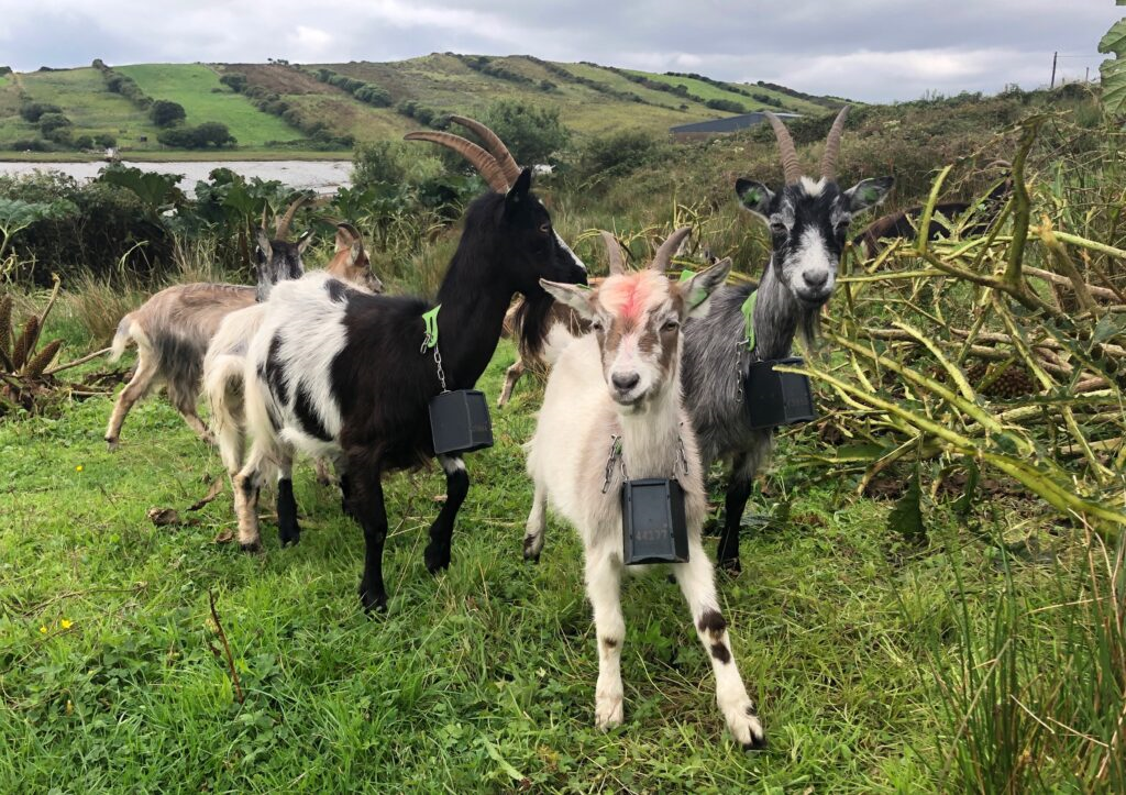 A Herd of Goats