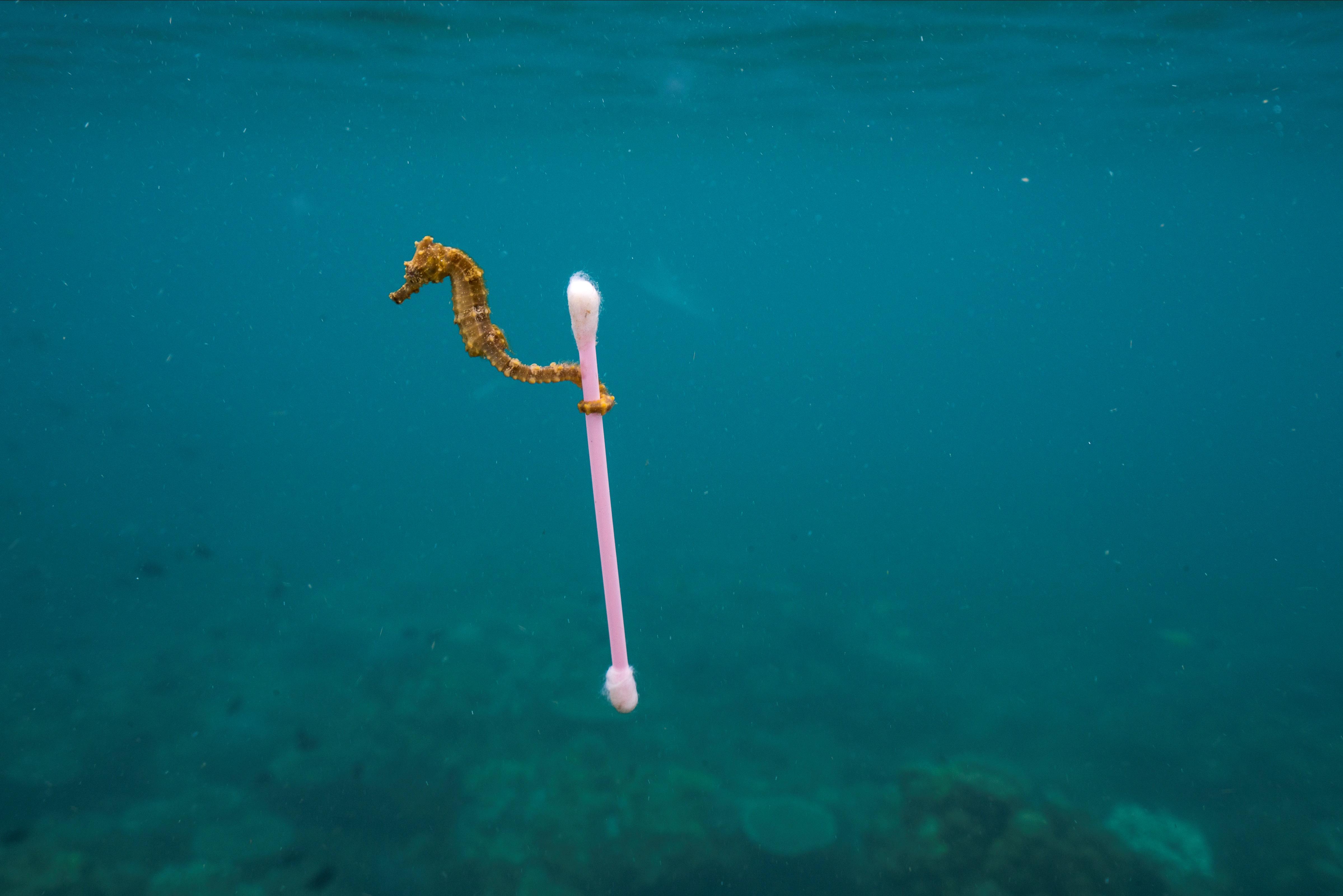 Sea Horse entangled in a cotton bud
