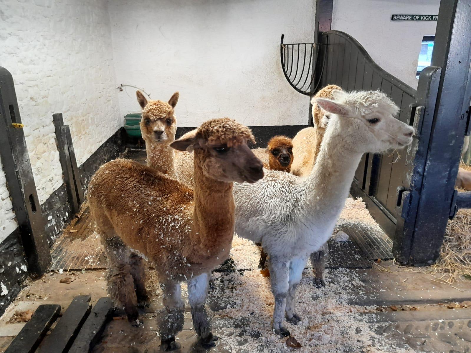New born Alpaca and family settle in for the festive season at Newbridge House Donabate